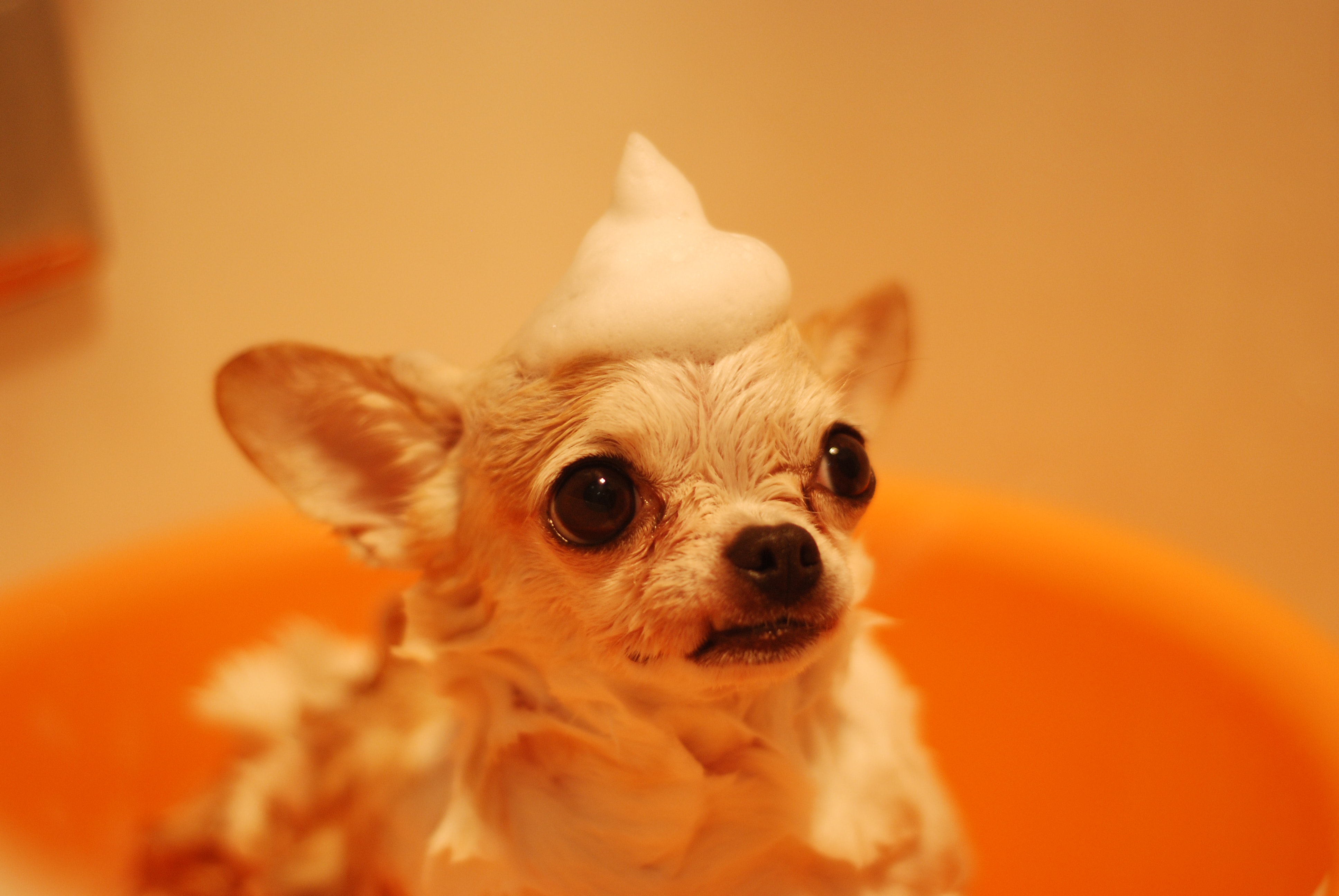 Chihuaua with Foam On Head